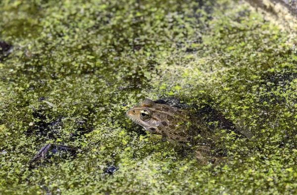 Kikkers (Pelophylax ridibundus) in de lente vijver — Stockfoto