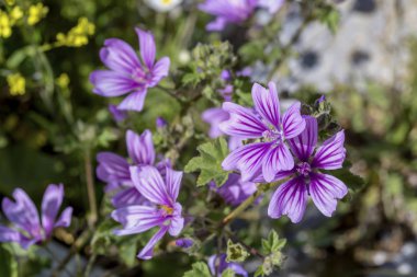 Bitki (Malva sylvestris) ilkbaharda yakın çekim yetişir