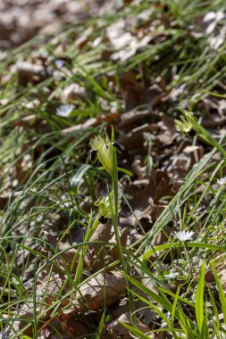 Sarı çiçekli vahşi Iris (Iris tuberosa) onun n büyür