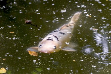 Sazan koi (Cyprinus carpio haematopterus) havuzda