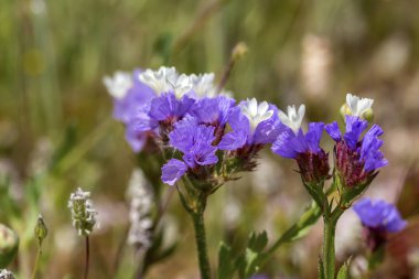Bitki (Limonium sinuatum) yakın çekim yetişir