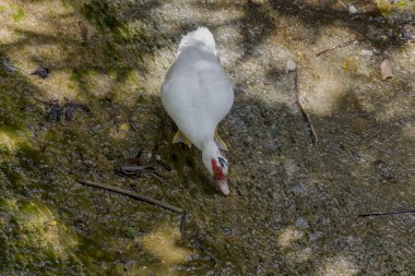 Dişi Muscovy ördeği (Cairina moschata) yakın çekim