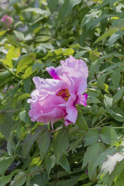 Şakayık (Paeonia suffruticosa) çiçek yatağında büyür