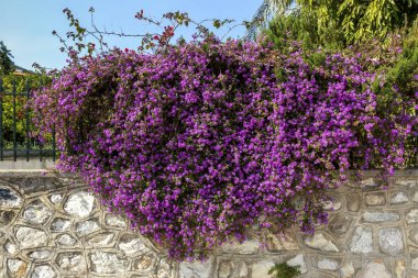 Bitki (Lantana) büyür ve bir bahar gününde çiçek.