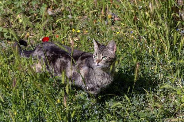 站在草地上的猫的肖像特写 — 图库照片