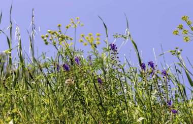 Çeşitli kır çiçekleri ve sivri yakın çekim.