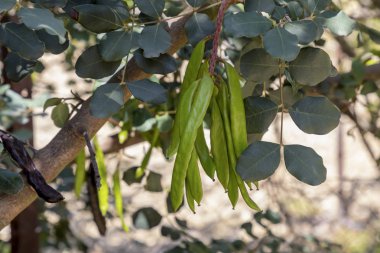 Keçiboynuzu ağacı (Ceratonia siliqua) yakın çekim