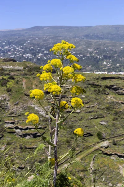 Primer plano de la planta (Ferula communis) —  Fotos de Stock