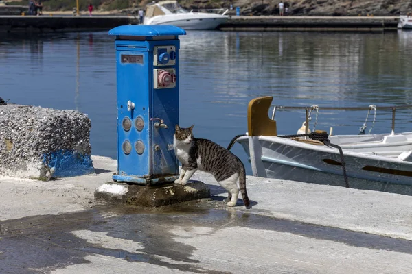 Gri kedi, rıhtım yakın çekiminde musluk suyu içiyor — Stok fotoğraf