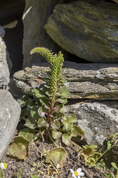 La planta (Umbilicus horizontalis) crece de cerca —  Fotos de Stock