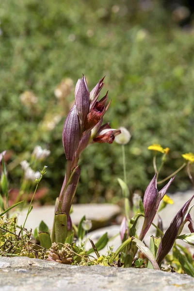 天然栖息地的兰花（塞拉皮亚斯林瓜） — 图库照片