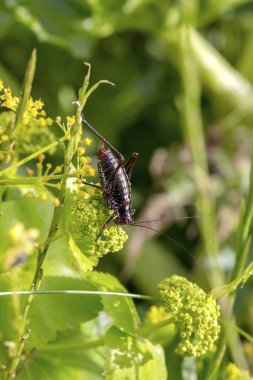 Çekirge (Poecilimon paros) bir bitki yakın çekim oturan