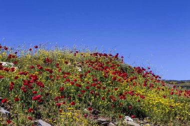 Tomurcukları yakın çekim ile kırmızı haşhaş (Papaver rhoeas).