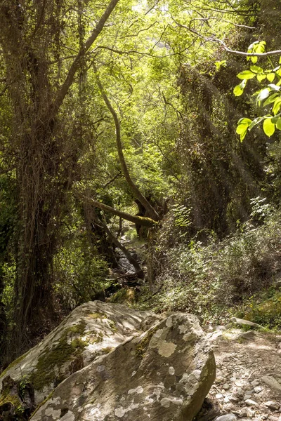 Liten fjäll älv i skogen en solig dag (Grekland, Andro — Stockfoto