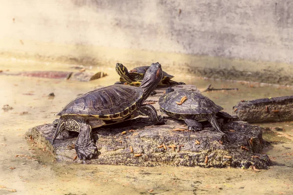 Water schildpadden (Trachemys scripta) koestert in de zon dichtbij — Stockfoto