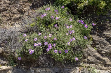 Yararlı bir çalı (Cistus creticus, Cistus incanus) büyür ve çiçek