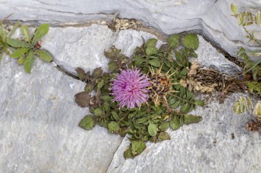 Nadir bitki (Centaurea raphanina ssp. mixta (Dc.) Runemark) growi