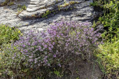 Kekik çalı (Thymus Capitatus) büyüyen yakın çekim