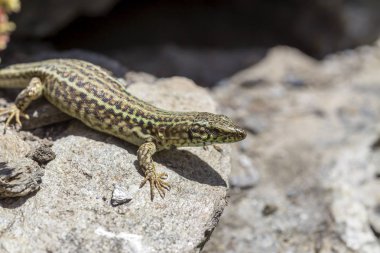 Erhard duvar Lizard (Podarcis erhardii naxensis) bir s üzerinde oturan