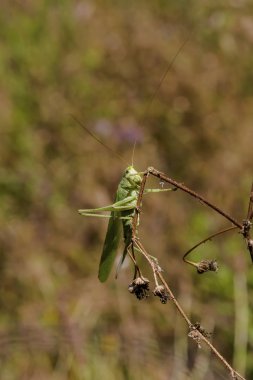Büyük Yeşil Bush-kriket kadın (Tettigonia viridissima) yakın-u