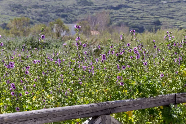 Roślina (Malva sylvestris) rośnie z bliska wiosną — Zdjęcie stockowe