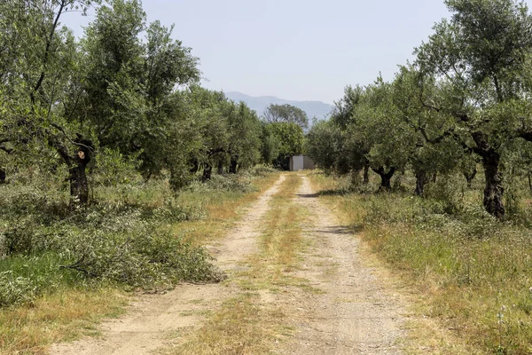Pruning of olive trees (Peloponnese, Greece) — Stock Photo, Image