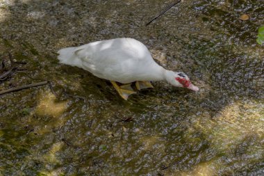 Dişi Muscovy ördeği (Cairina moschata) yakın çekim