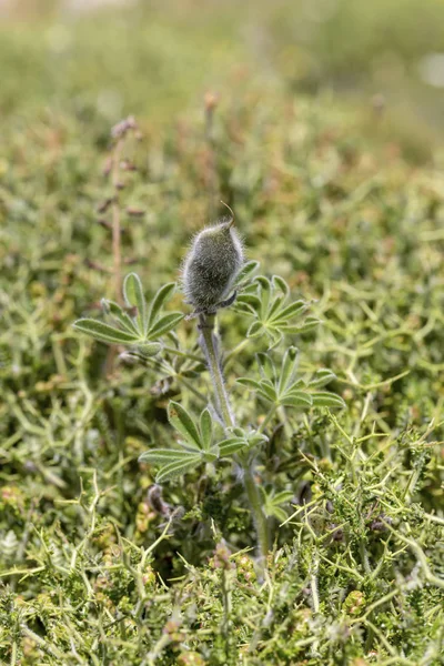 Planta silvestre (Lupinus pilosus) con semillas crece en hábitat natural — Foto de Stock