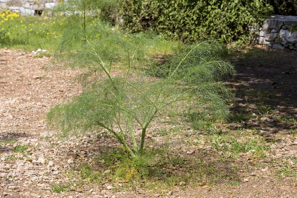 La planta (Ferula communis) crece de cerca — Foto de Stock