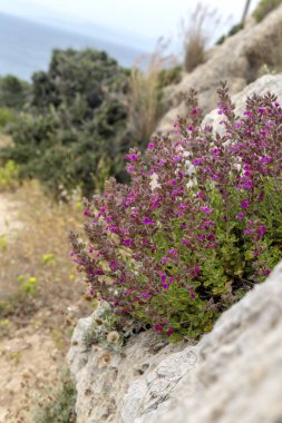 Çiçek (Teucrium divaricatum) pembe çiçekler yakın çekim (Yunanistan)