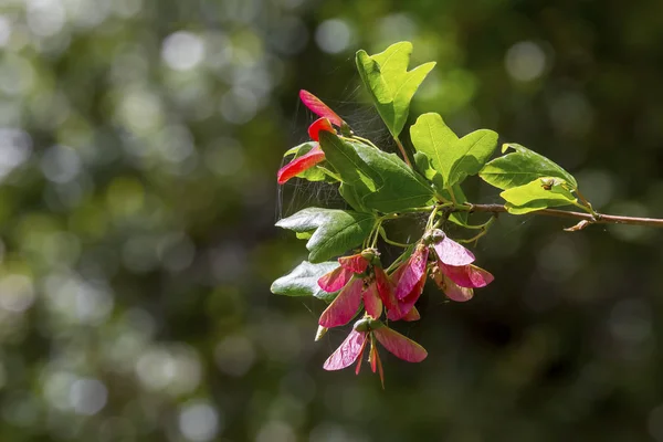 克里特岛枫树(宏塞森佩维伦斯)生长在森林中 — 图库照片