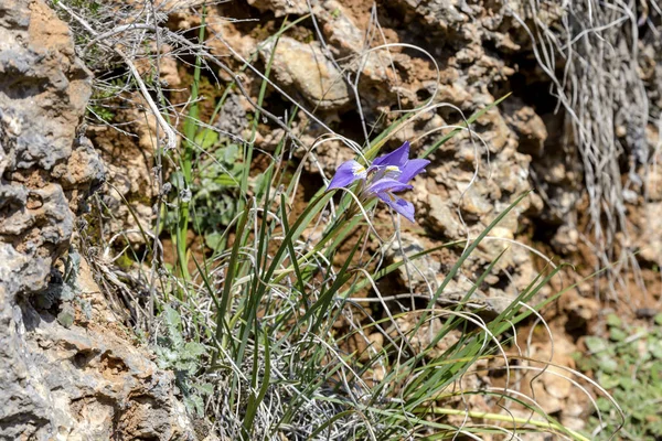 Mavi çiçekli vahşi Iris (Iris unguicularis ssp. carica) — Stok fotoğraf