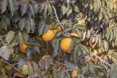 Bir şube üzerinde asılı olgunlaşma Persimmon