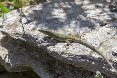 Erhard duvar Lizard (Podarcis erhardii naxensis) bir s üzerinde oturan