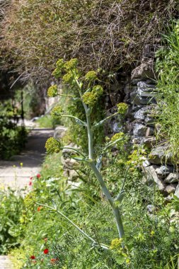 Fabrika (Ferula Communis) yakın plan
