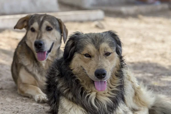 Sahilde bir köpek portreleri — Stok fotoğraf