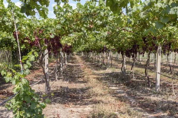 La coltivazione dell'uva in estate giornata di sole (Tessaglia, Grecia ) — Foto Stock
