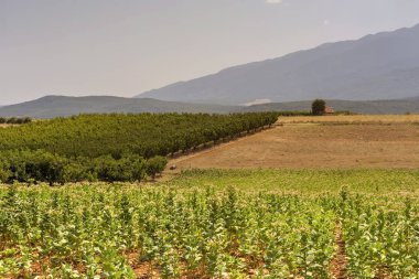 Tütün (Nicotiana tabacum) ve ayak büyüyen kiraz bahçesi