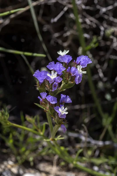 La plante (Limonium sinuatum) pousse en gros plan — Photo