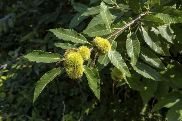 Yenilebilir kestane (Castanea sativa) meyve yakın çekim dalları.