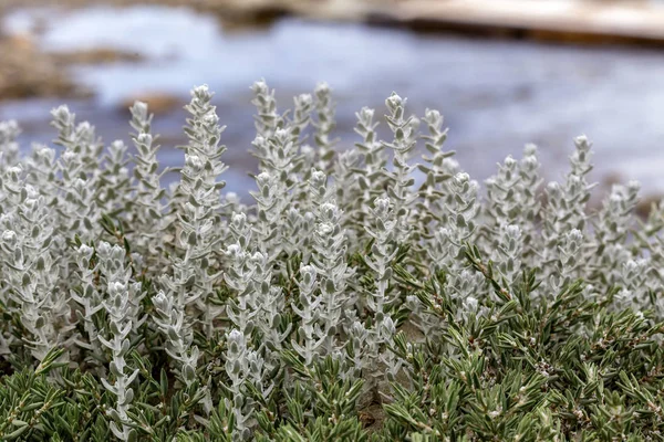 La planta poco estudiada (Otanthus maritimus ) — Foto de Stock