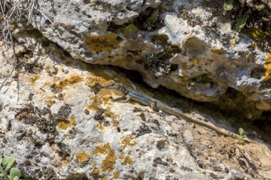 Bir taş yakın çekim oturan kertenkele (Podarcis peloponnesiacus)
