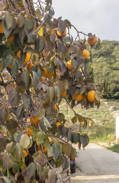 Ripening persimmon hanging on a branch — Stock Photo, Image