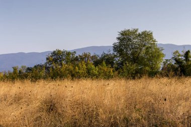 Kalın yararlı bitki (Paliurus spina-christi) doğal habita