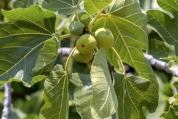 Bir dalda asılı incir olgunlaşma
