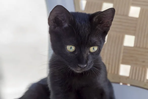 Katzen. das eine schwarze Kätzchen in Nahaufnahme. — Stockfoto