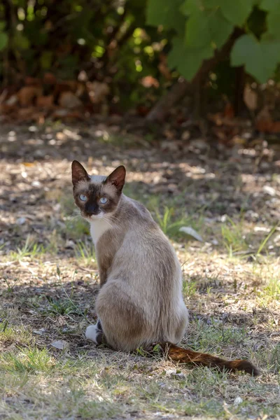 石垣クローズアップ上のトリコロール猫 — ストック写真