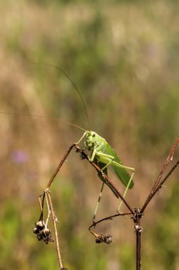 Büyük Yeşil Bush-kriket kadın (Tettigonia viridissima) yakın-u