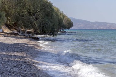 Büyük ağaçlar (Tamarix) su yakınındaki bir çakıl plajında büyümek