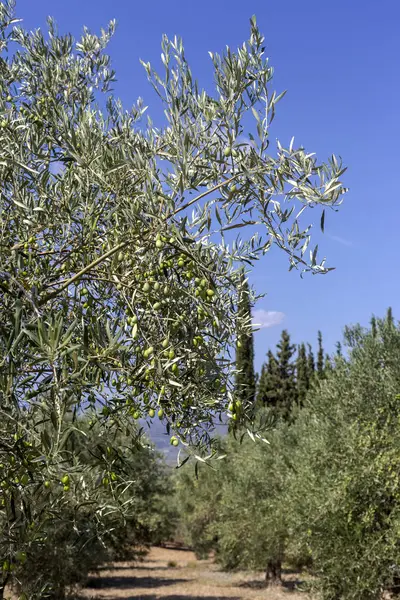 Poda de oliveiras (Peloponeso, Grécia ) — Fotografia de Stock